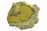 Golden Pyrite on Limonite Clay - Pakistan #283718-1